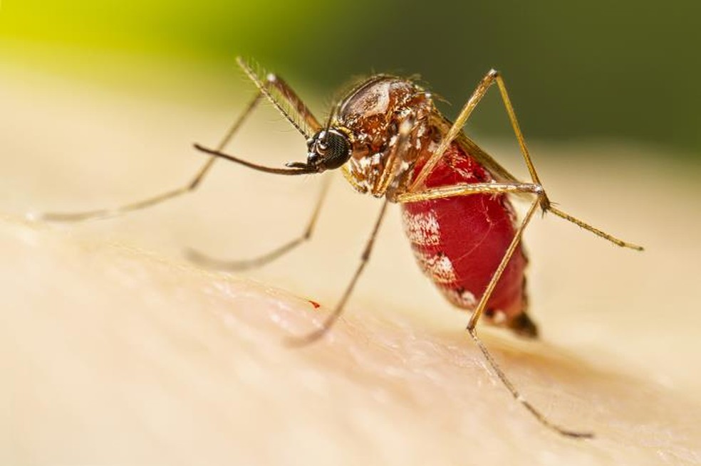 RS confirma mais uma morte por dengue em 2023; total chega a 44