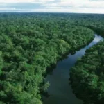 A Floresta Amazônica