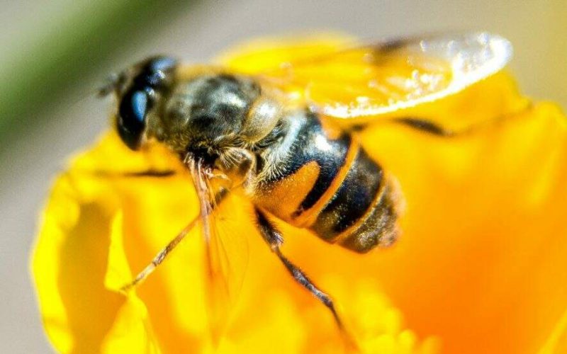Apicultura e meliponicultura ganham impulso no RS com 4º Encontro Abelheiro