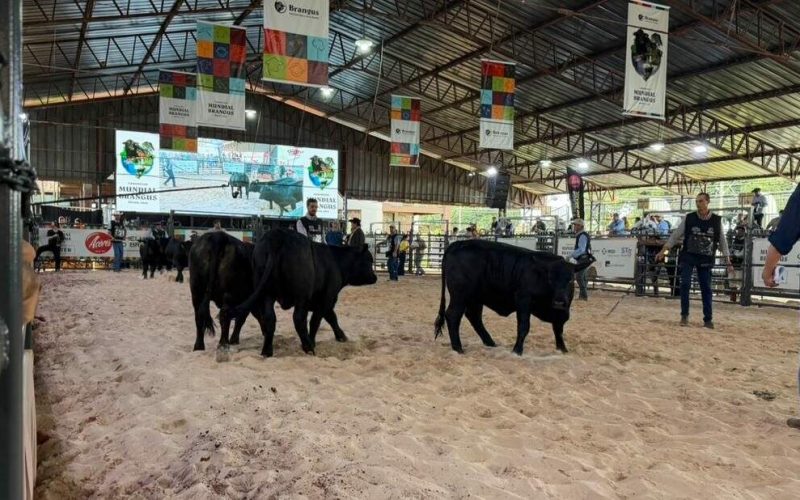 Criadores do Rio Grande do Sul se destacam no Campeonato Mundial de Boi Brangus