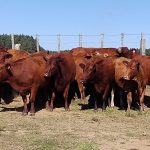 Canguçu sedia leilão das raças Devon e Bravon