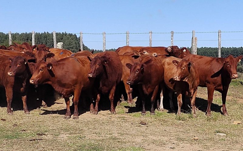 Canguçu sedia leilão das raças Devon e Bravon