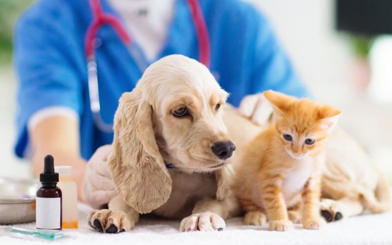Concurso em Porto Alegre oferece vagas para farmacêutico e veterinário